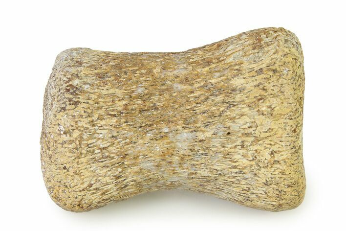 Fossil Plesiosaur Paddle Bone - Texas #322927